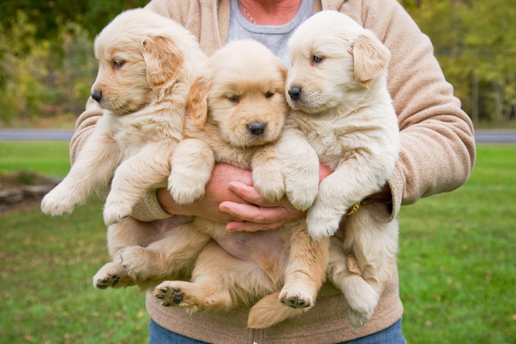 puppies