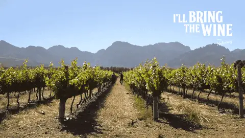 wine vineyard summer