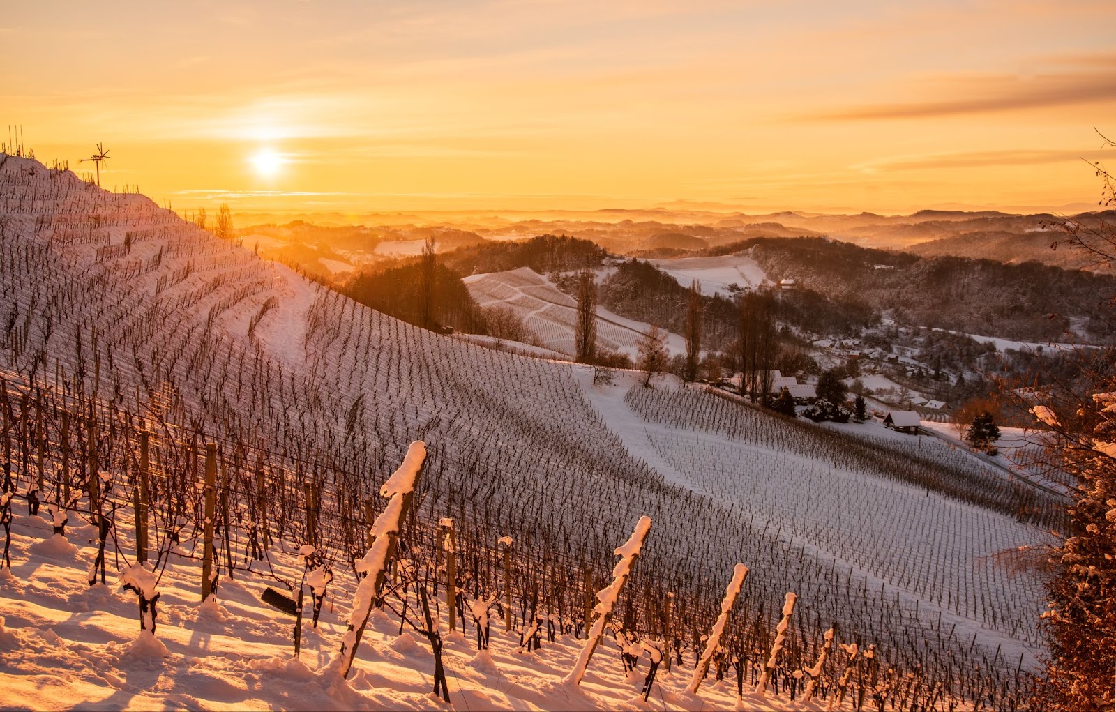 wine vineyard winter