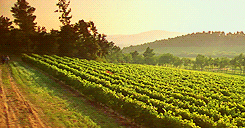 vineyard trail sunset