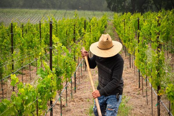 Communicate with clients about vineyard manegement, covid and other relatable topics