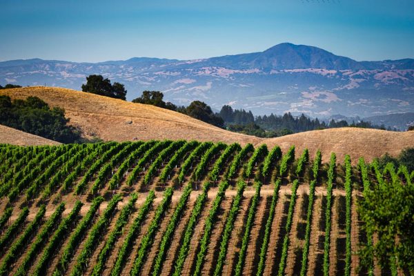 Rolling hills of Sonoma County with rows of grape vines and vineyards